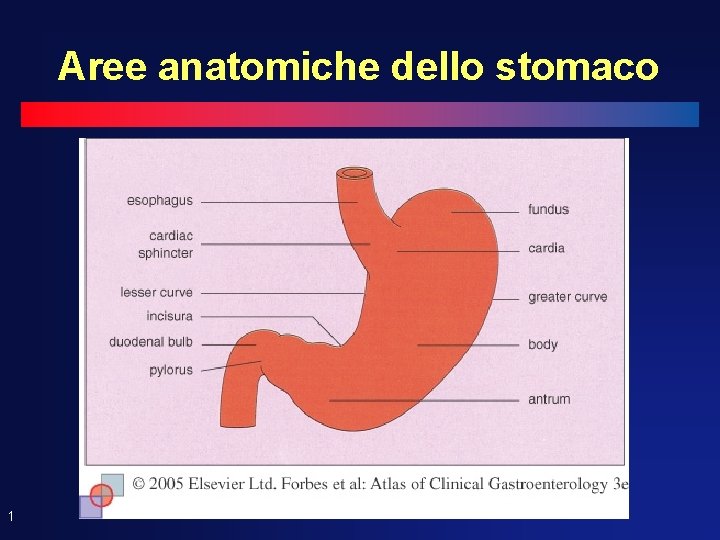 Aree anatomiche dello stomaco 1 Aree anatomiche dello stomaco 1