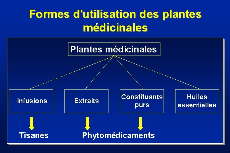 Formes d'utilisation des plantes médicinales Heilpflanzen Plantes médicinales Infusions Aufguss Tisanes Kräutertee Extrakt Extraits