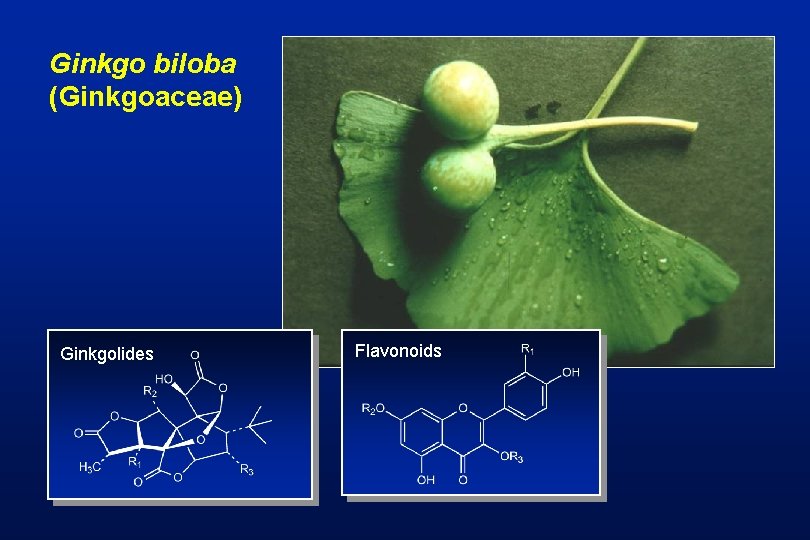 Ginkgo biloba (Ginkgoaceae) Ginkgolides Flavonoids 