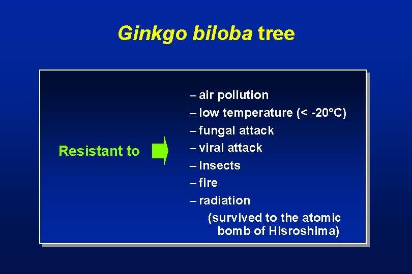 Ginkgo biloba tree Resistant to – air pollution – low temperature (< -20°C) –