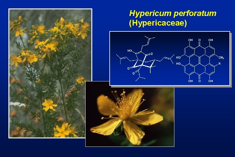 Hypericum perforatum (Hypericaceae) 