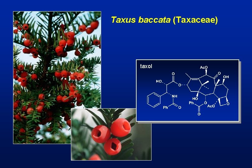 Taxus baccata (Taxaceae) taxol 