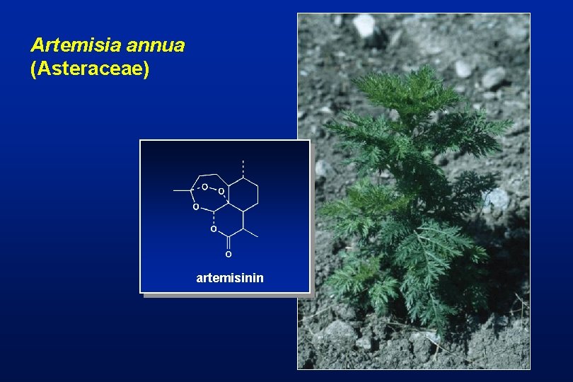 Artemisia annua (Asteraceae) artemisinin 