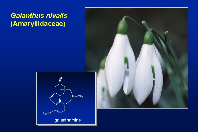 Galanthus nivalis (Amaryllidaceae) galanthamine 