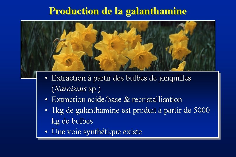 Production de la galanthamine • Extraction à partir des bulbes de jonquilles (Narcissus sp.