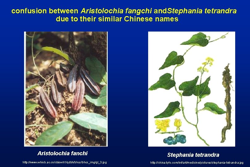 confusion between Aristolochia fangchi and. Stephania tetrandra due to their similar Chinese names Aristolochia