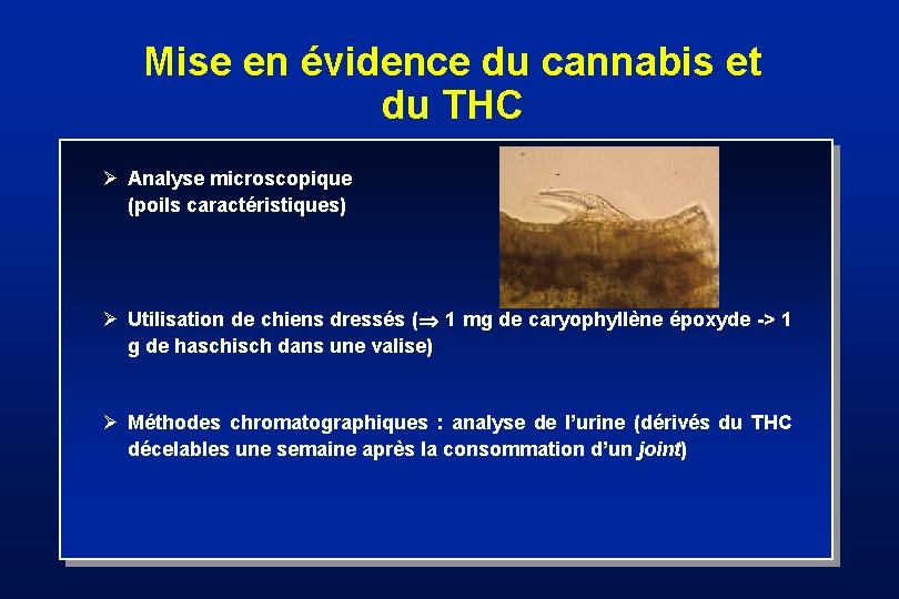 Mise en évidence du cannabis et du THC Ø Analyse microscopique (poils caractéristiques) Ø