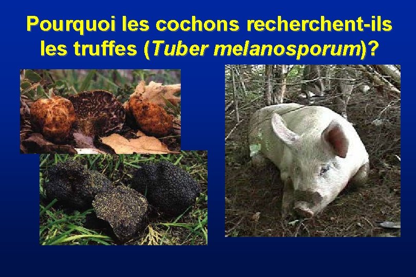 Pourquoi les cochons recherchent-ils les truffes (Tuber melanosporum)? 