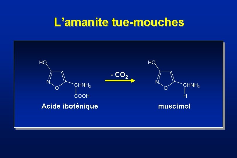 L’amanite tue-mouches - CO 2 Acide iboténique muscimol 