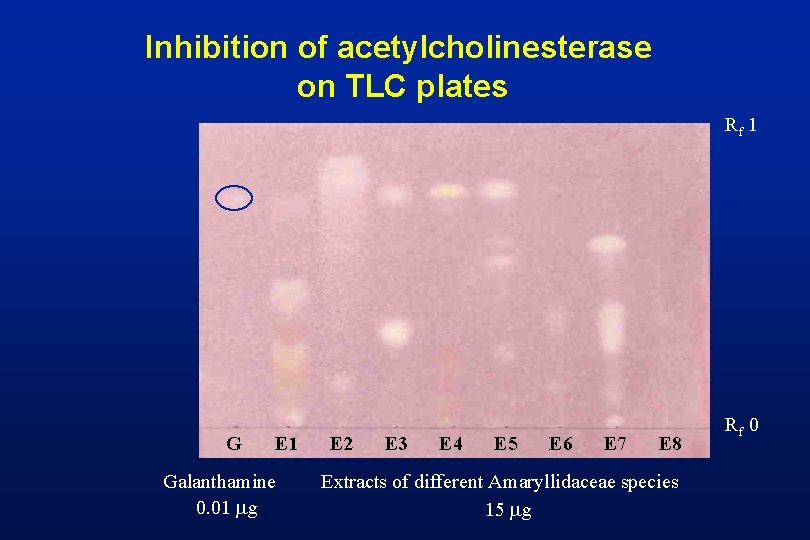 Inhibition of acetylcholinesterase on TLC plates Rf 1 G E 1 Galanthamine 0. 01