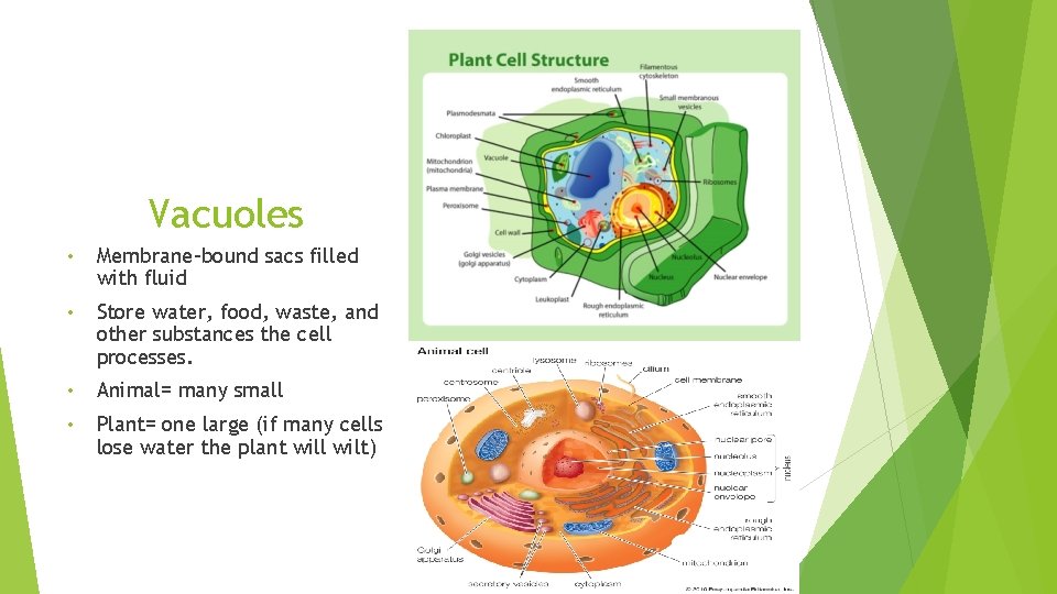 Vacuoles • Membrane-bound sacs filled with fluid • Store water, food, waste, and other