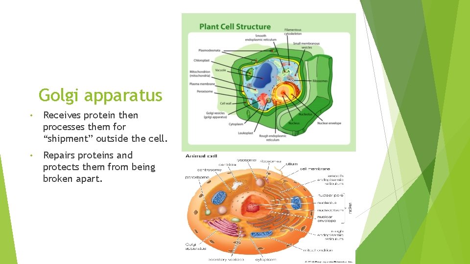 Golgi apparatus • Receives protein then processes them for “shipment” outside the cell. •