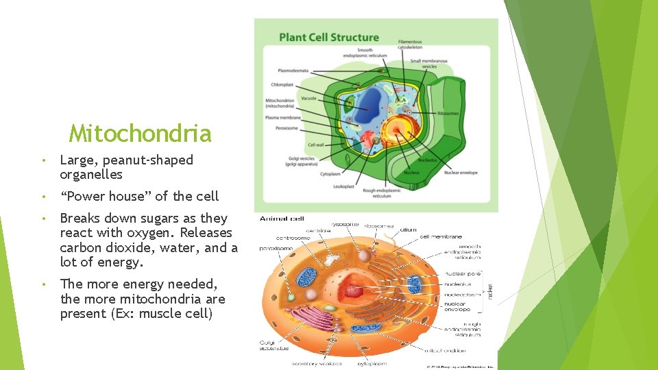 Mitochondria • Large, peanut-shaped organelles • “Power house” of the cell • Breaks down