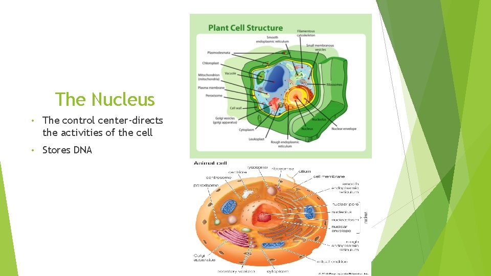 The Nucleus • The control center-directs the activities of the cell • Stores DNA