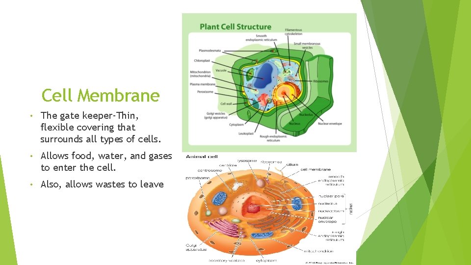 Cell Membrane • The gate keeper-Thin, flexible covering that surrounds all types of cells.