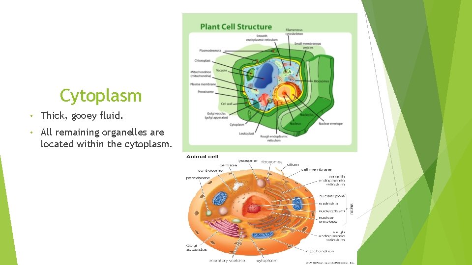 Cytoplasm • Thick, gooey fluid. • All remaining organelles are located within the cytoplasm.