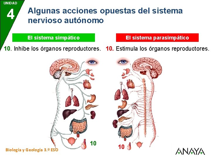 UNIDAD 4 Algunas acciones opuestas del sistema nervioso autónomo El sistema simpático El sistema