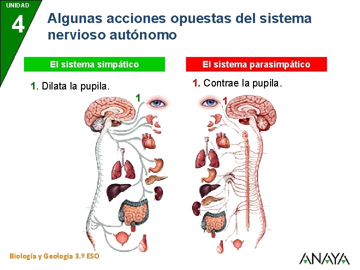 UNIDAD 4 Algunas acciones opuestas del sistema nervioso autónomo El sistema simpático 1. Contrae