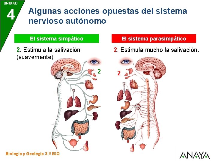 UNIDAD 4 Algunas acciones opuestas del sistema nervioso autónomo El sistema simpático El sistema