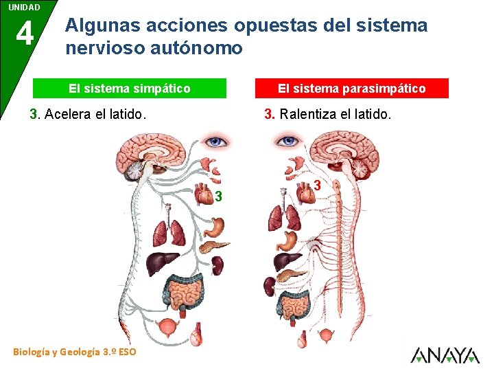 UNIDAD 4 Algunas acciones opuestas del sistema nervioso autónomo El sistema simpático El sistema