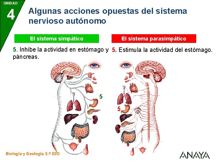 UNIDAD 4 Algunas acciones opuestas del sistema nervioso autónomo El sistema simpático El sistema