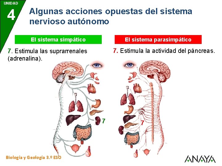 UNIDAD 4 Algunas acciones opuestas del sistema nervioso autónomo El sistema simpático El sistema