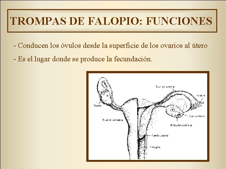 TROMPAS DE FALOPIO: FUNCIONES - Conducen los óvulos desde la superficie de los ovarios