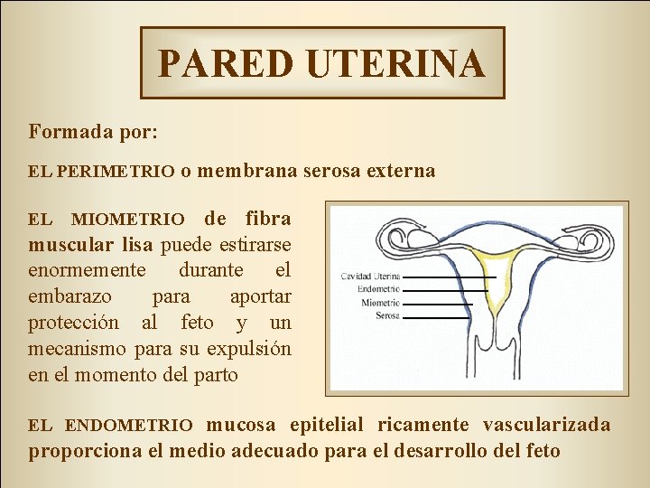 PARED UTERINA Formada por: EL PERIMETRIO o membrana serosa externa de fibra muscular lisa