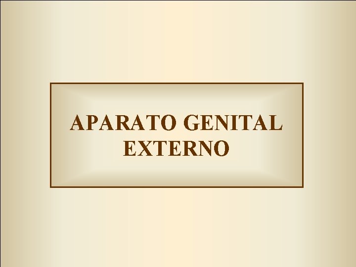 APARATO GENITAL EXTERNO 