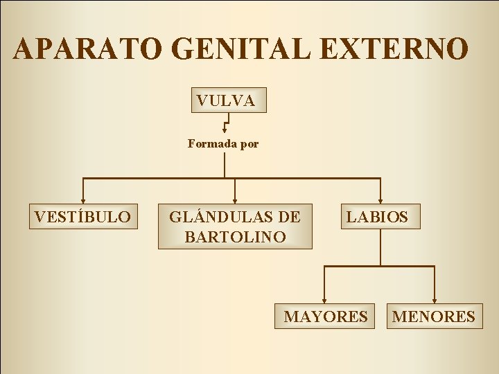 APARATO GENITAL EXTERNO VULVA Formada por VESTÍBULO GLÁNDULAS DE BARTOLINO LABIOS MAYORES MENORES 