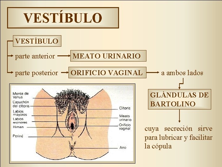 VESTÍBULO parte anterior MEATO URINARIO parte posterior ORIFICIO VAGINAL a ambos lados GLÁNDULAS DE