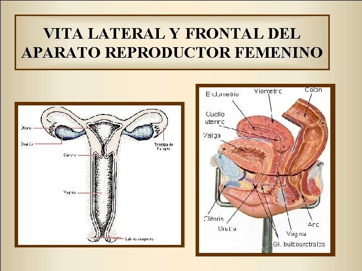 VITA LATERAL Y FRONTAL DEL APARATO REPRODUCTOR FEMENINO 