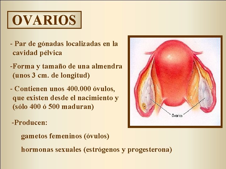 OVARIOS - Par de gónadas localizadas en la cavidad pélvica -Forma y tamaño de