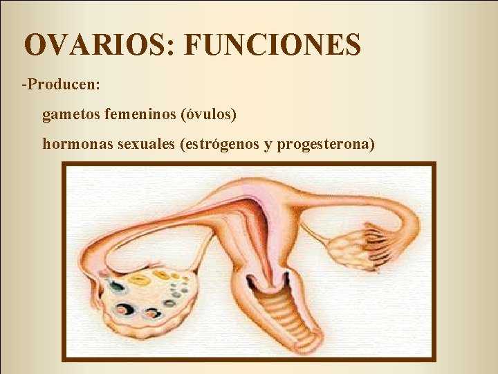 OVARIOS: FUNCIONES -Producen: gametos femeninos (óvulos) hormonas sexuales (estrógenos y progesterona) 