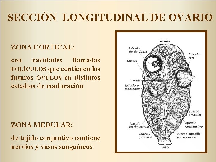 SECCIÓN LONGITUDINAL DE OVARIO ZONA CORTICAL: con cavidades llamadas FOLÍCULOS que contienen los futuros