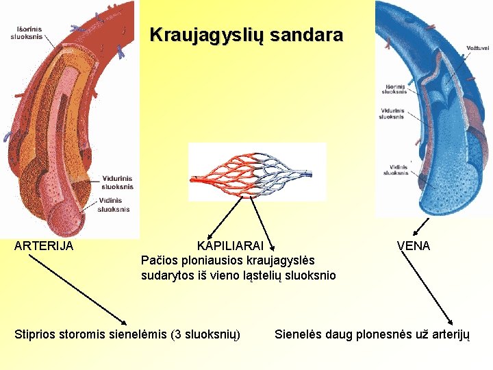 Kraujagyslių sandara ARTERIJA KAPILIARAI Pačios ploniausios kraujagyslės sudarytos iš vieno ląstelių sluoksnio Stiprios storomis