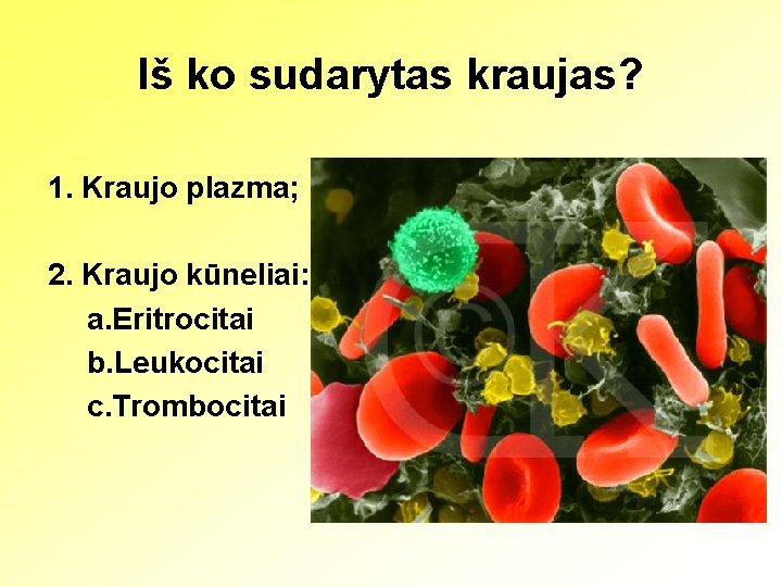 Iš ko sudarytas kraujas? 1. Kraujo plazma; 2. Kraujo kūneliai: a. Eritrocitai b. Leukocitai