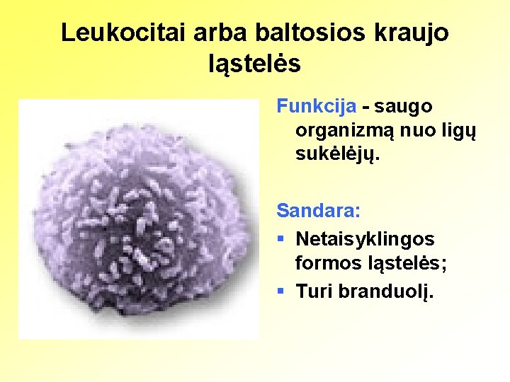 Leukocitai arba baltosios kraujo ląstelės Funkcija - saugo organizmą nuo ligų sukėlėjų. Sandara: §