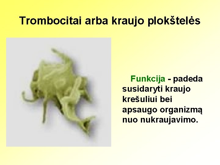 Trombocitai arba kraujo plokštelės Funkcija - padeda susidaryti kraujo krešuliui bei apsaugo organizmą nuo