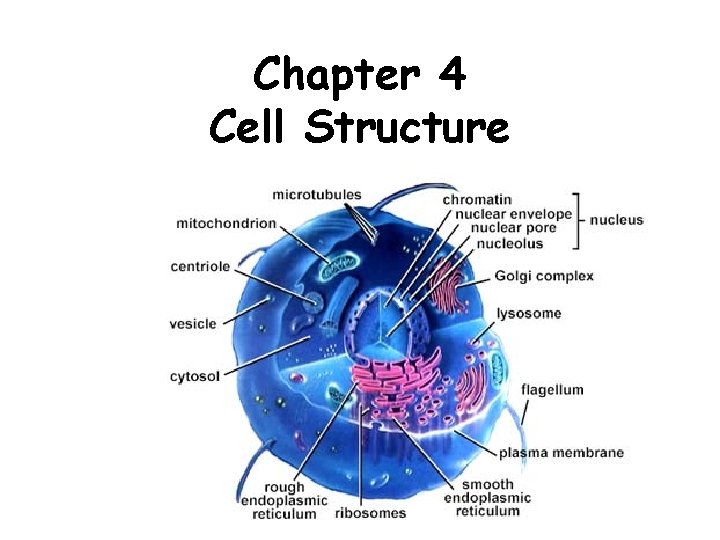 Chapter 4 Cell Structure I Cell Theory 4