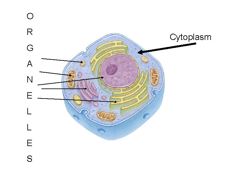 O R G A N E L L E S Cytoplasm O R G A N E L L E S Cytoplasm