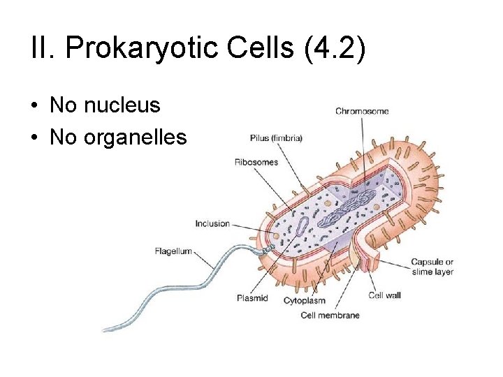 II. Prokaryotic Cells (4. 2) • No nucleus • No organelles II. Prokaryotic Cells (4. 2) • No nucleus • No organelles