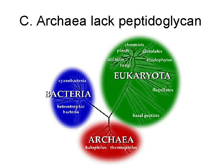 C. Archaea lack peptidoglycan C. Archaea lack peptidoglycan