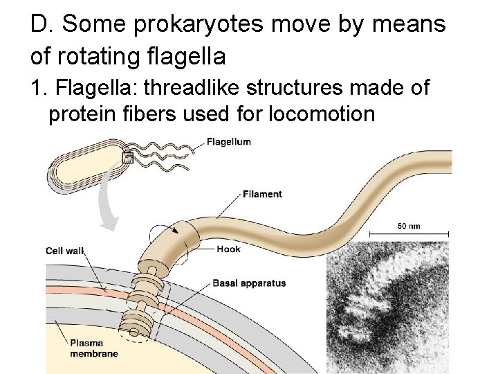 D. Some prokaryotes move by means of rotating flagella 1. Flagella: threadlike structures made D. Some prokaryotes move by means of rotating flagella 1. Flagella: threadlike structures made