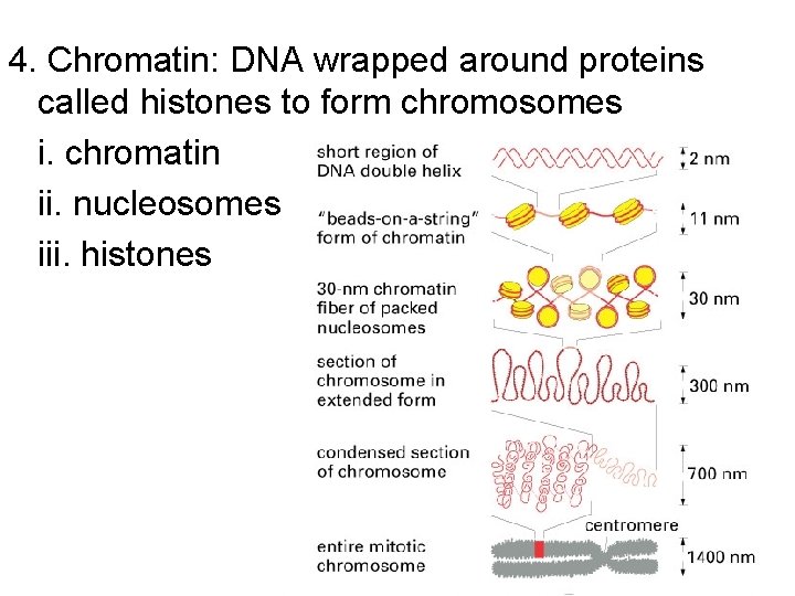 4. Chromatin: DNA wrapped around proteins called histones to form chromosomes i. chromatin ii. 4. Chromatin: DNA wrapped around proteins called histones to form chromosomes i. chromatin ii.