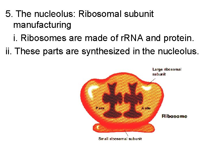 5. The nucleolus: Ribosomal subunit manufacturing i. Ribosomes are made of r. RNA and 5. The nucleolus: Ribosomal subunit manufacturing i. Ribosomes are made of r. RNA and