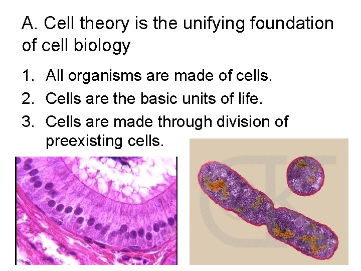 Chapter 4 Cell Structure I Cell Theory 4