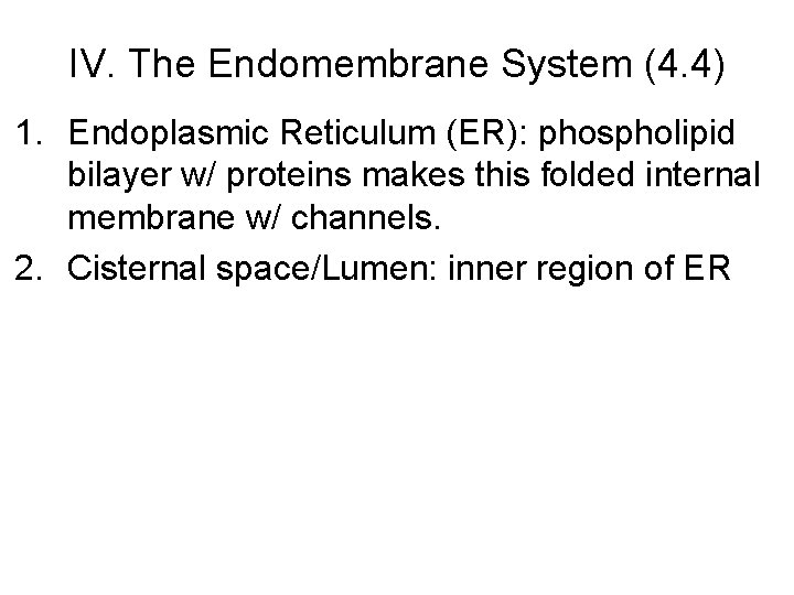 IV. The Endomembrane System (4. 4) 1. Endoplasmic Reticulum (ER): phospholipid bilayer w/ proteins IV. The Endomembrane System (4. 4) 1. Endoplasmic Reticulum (ER): phospholipid bilayer w/ proteins