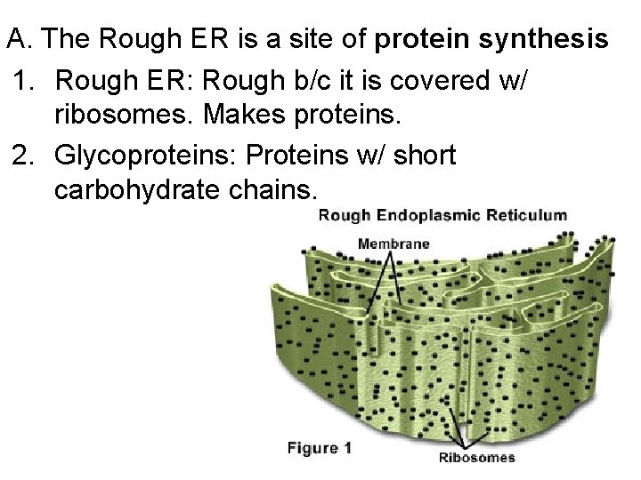 A. The Rough ER is a site of protein synthesis 1. Rough ER: Rough A. The Rough ER is a site of protein synthesis 1. Rough ER: Rough
