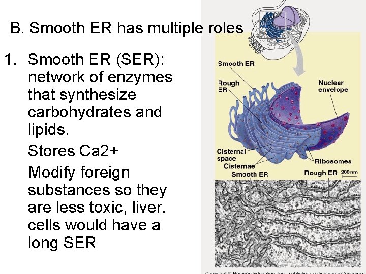 B. Smooth ER has multiple roles 1. Smooth ER (SER): network of enzymes that B. Smooth ER has multiple roles 1. Smooth ER (SER): network of enzymes that